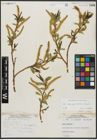 Foto von Salix alba subsp. vitellina (L.) Arcang. x Salix fragilis L.